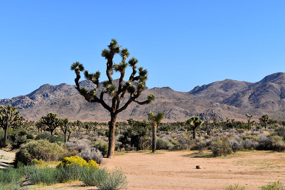This is a picture taken in Joshua Tree National Park, CA.