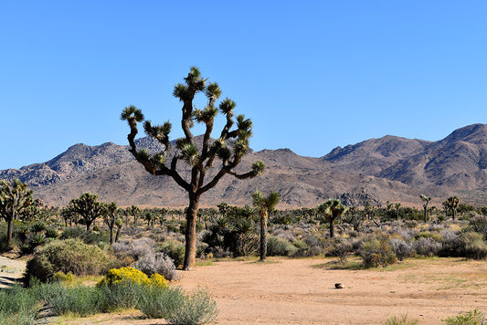 This is a picture taken in Joshua Tree National Park, CA.