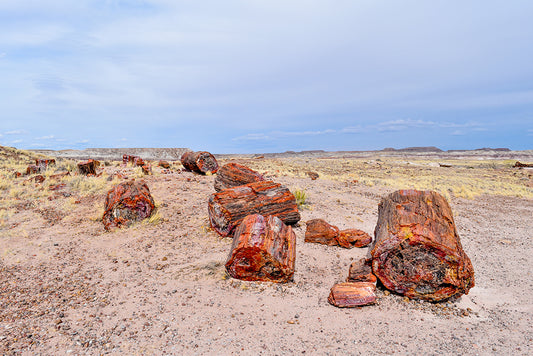 This is a photo taken at Petrified Forest National Park, AZ. It's so amazing to see this colorful wood, just think about how old it must be to turn it to stone!