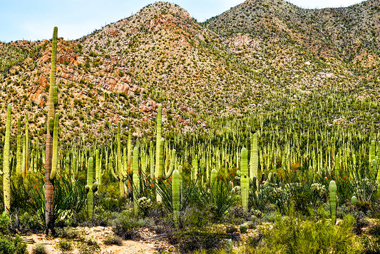 This is a picture taken at Saguaro National Park, AZ, of the numerous Saguaro cacti. It's the largest gathering of Saguaro cacti in the world.