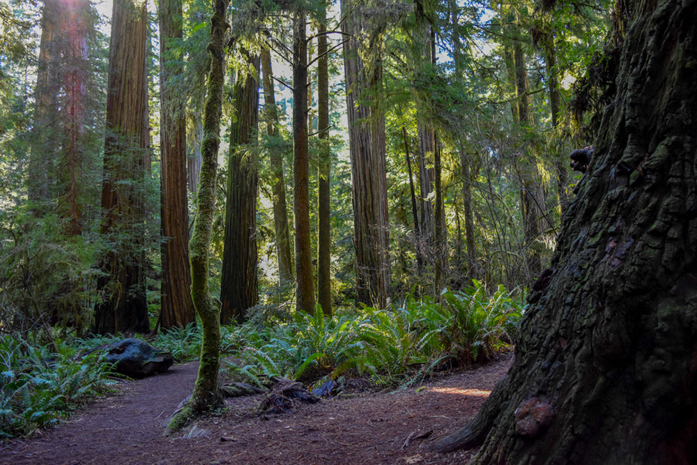 This is an image taken in the Redwood National Park more specifily it's in Jedediah Smith State Park in CA.